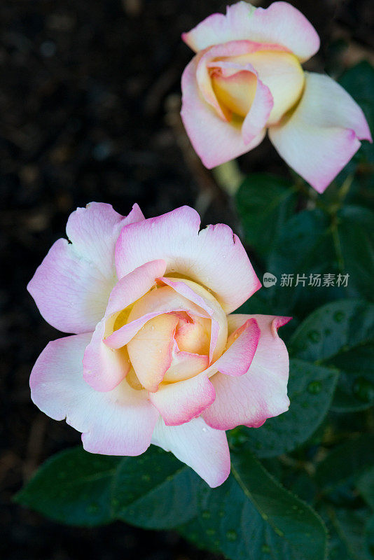 特写粉红玫瑰，“芝加哥和平”，在雨中在加拿大