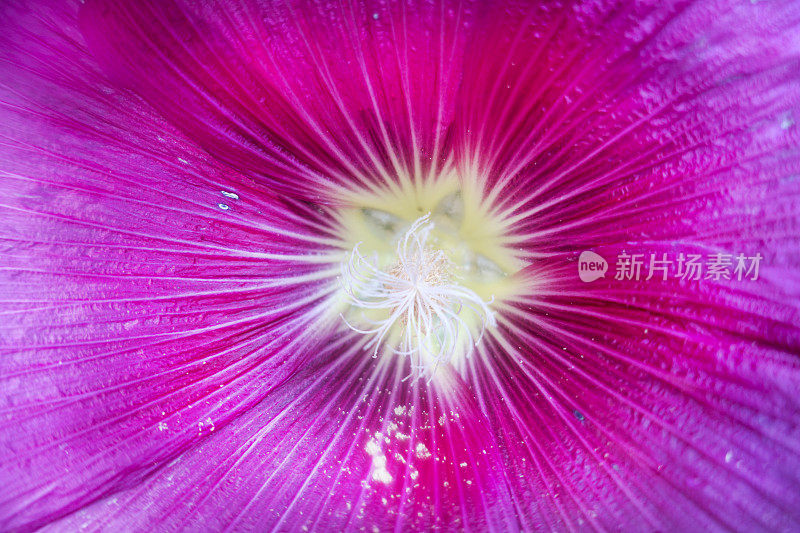 雨后粉红花