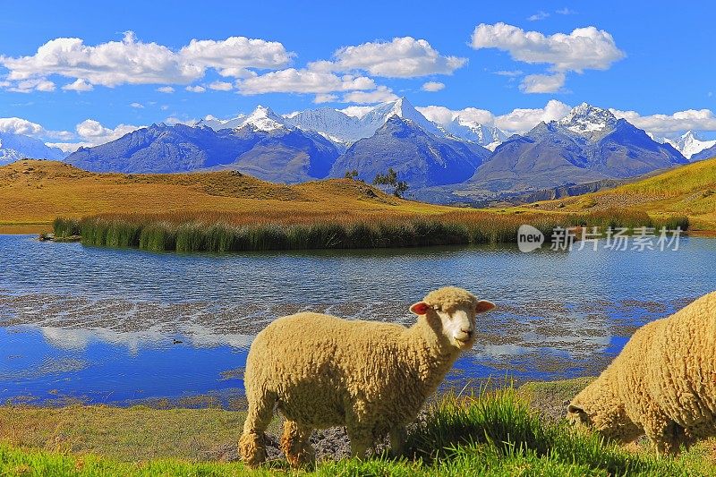 Sheeps和wilcacoella湖、非政府组织全景