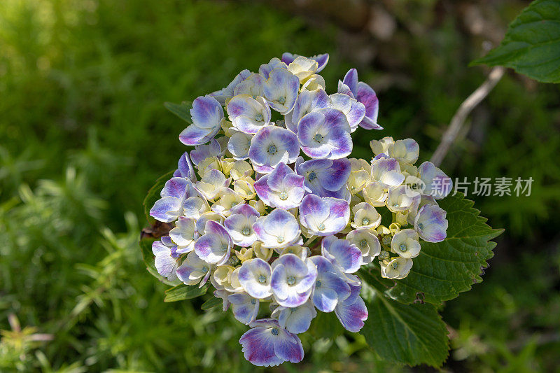 紫绣球花花