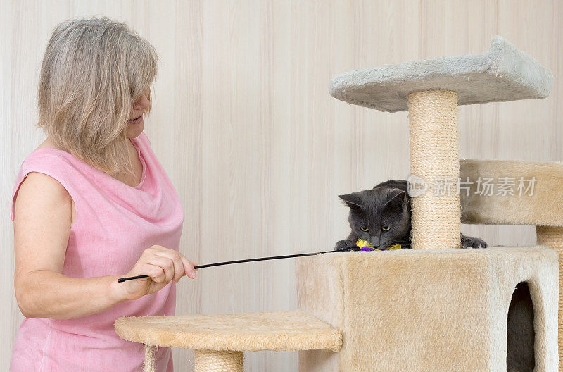 女人和灰色短毛猫顽皮