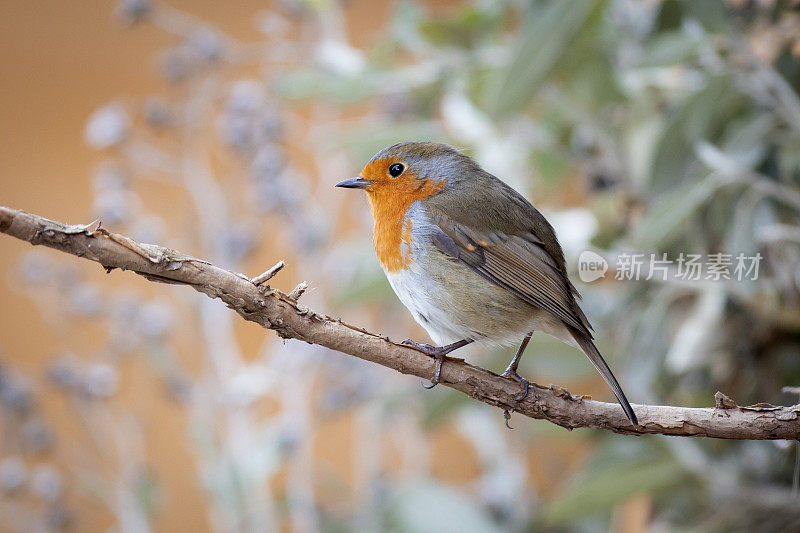 罗宾(红心rubecula)