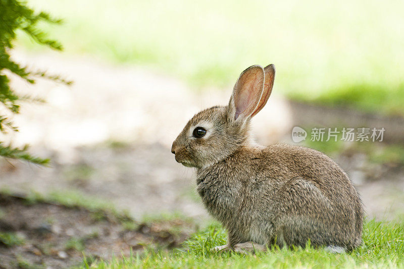 巴黎公园里的小兔子