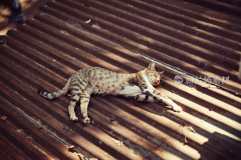 虎斑猫躺在屋顶上睡着了