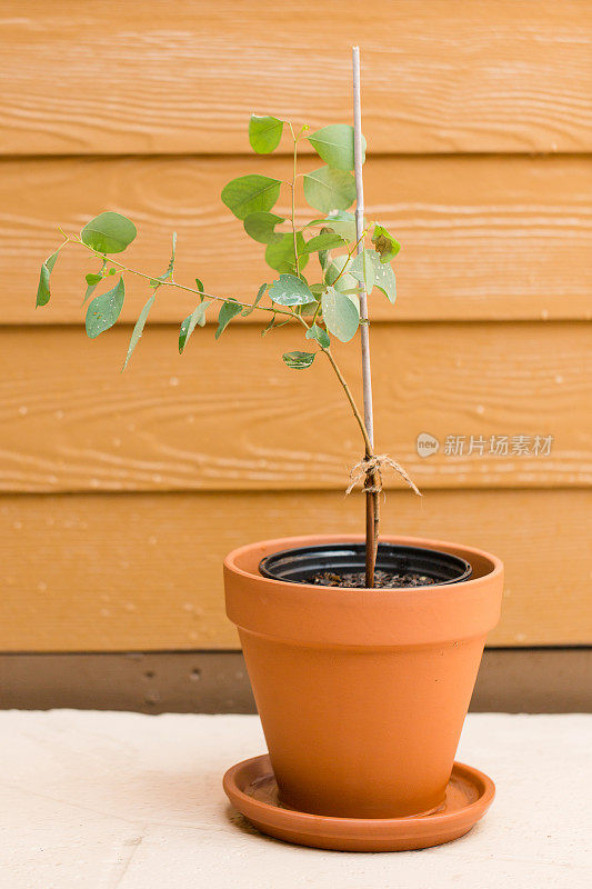 桉树“幸运的国家”植物