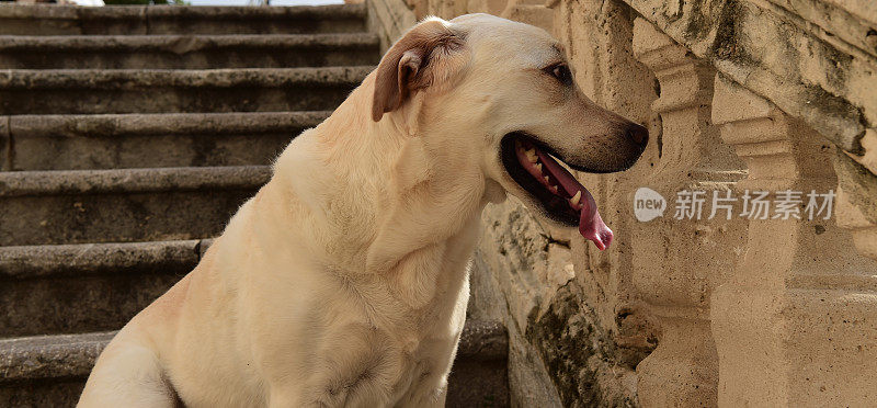 西西里的拉布拉多寻回犬