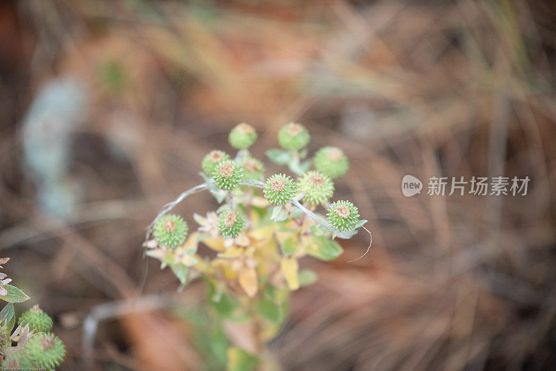 小软白花浸泡