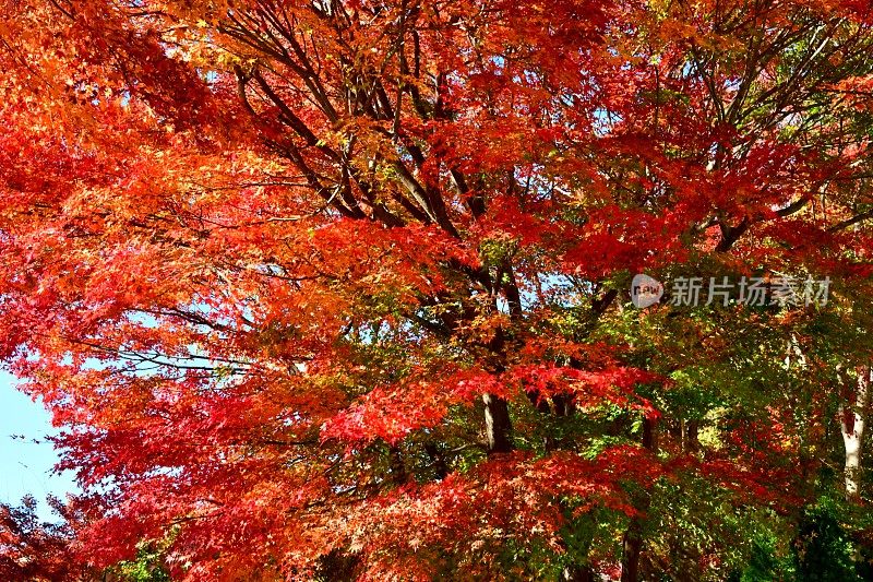 日本富士五湖地区的秋叶