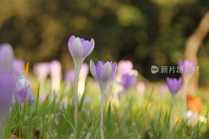 春天的花柔和淡粉色紫色紫丁香番红花