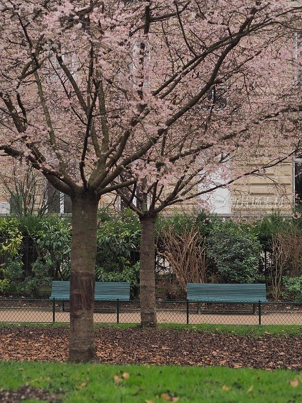 开花的树有两条长凳