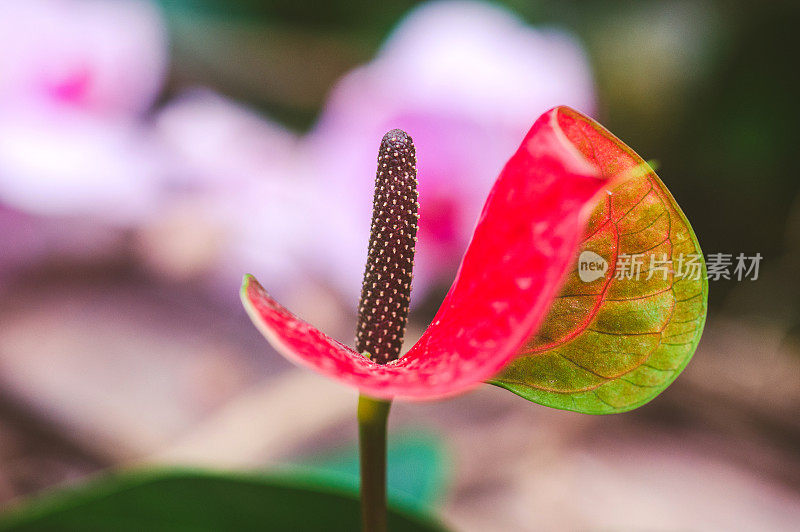 在美丽的自然光下，一朵兰花在绿色茎上绽开的粉红色小花