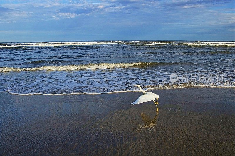 美国南卡罗来纳，黎明时分，苍鹭海鸟带着海浪在海滩上起飞