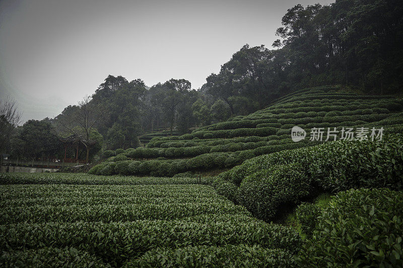 杭州附近的绿茶农场