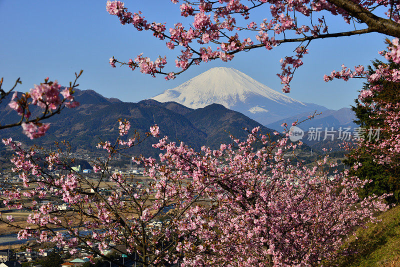 富士山和樱花