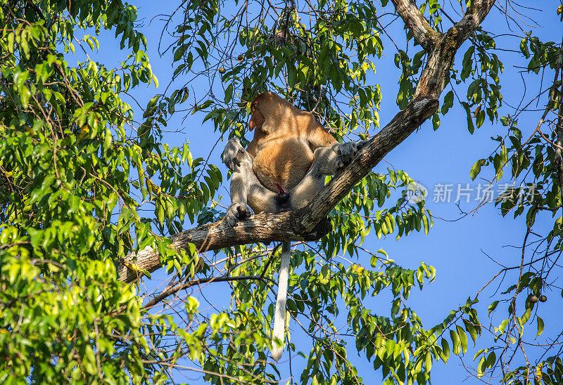 马来西亚:基纳巴丹干的长鼻猴