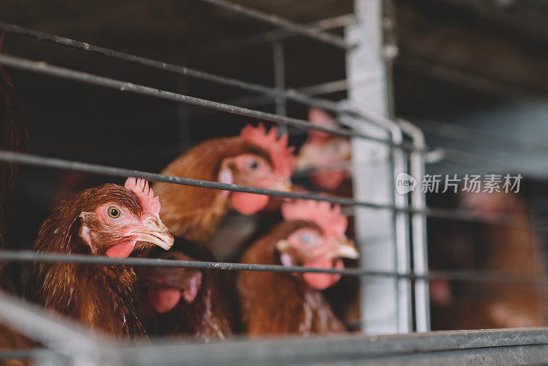 笼子里的鸡