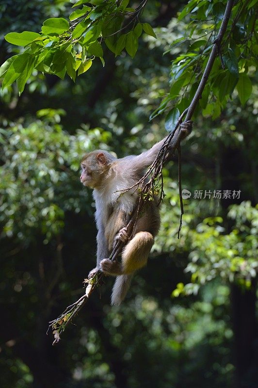 猴子在树上玩