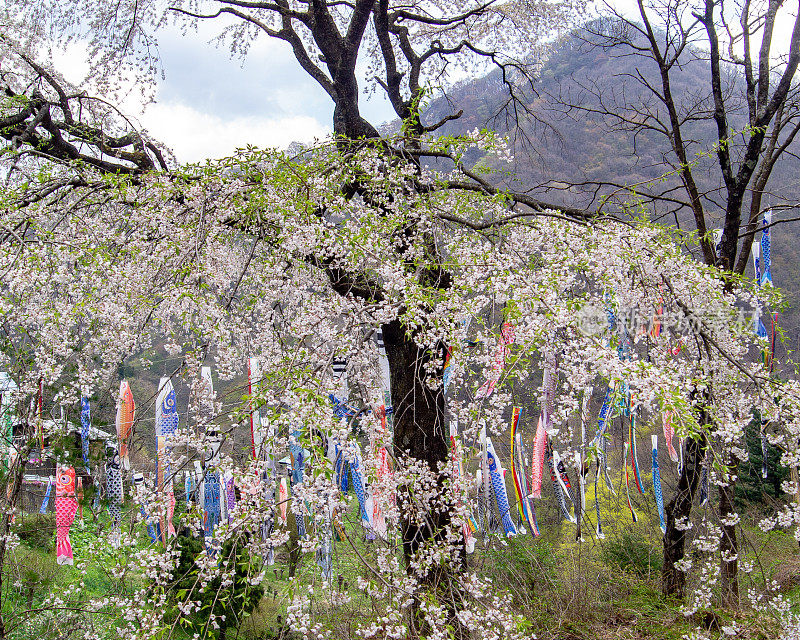 樱花和木纹