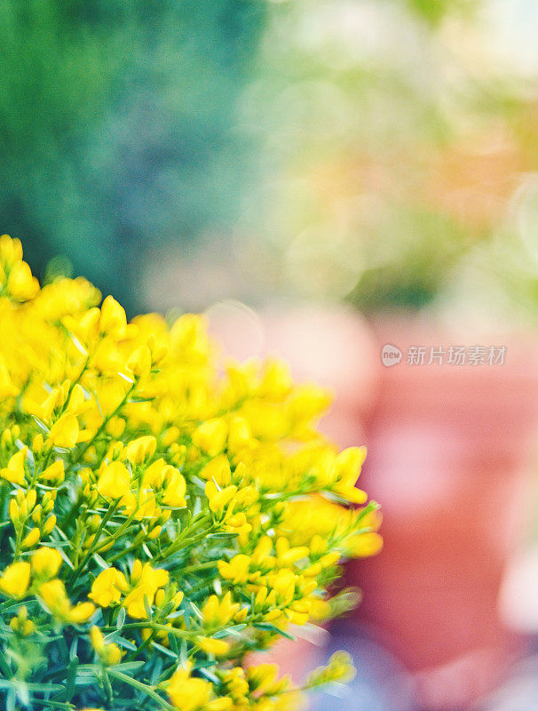 充满活力的黄色金雀花(金雀花属)植物在后院