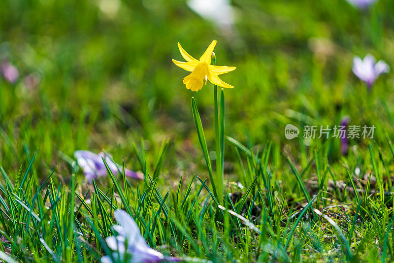 水仙花在春天