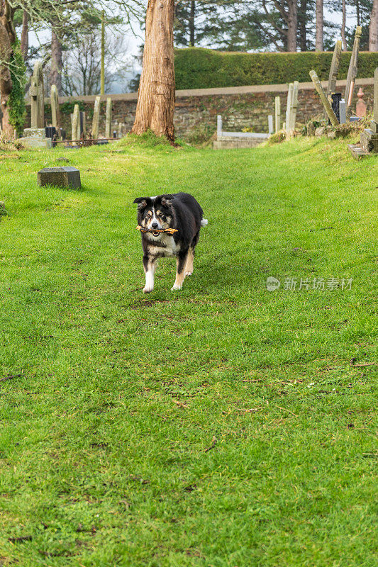 边境牧羊犬站在草地上