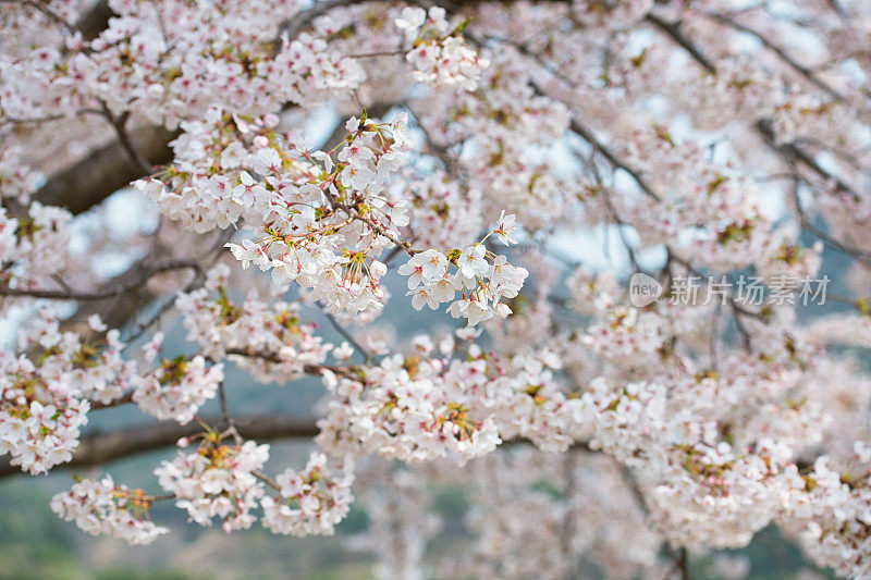 樱花