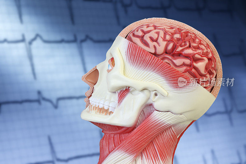 头部和面部解剖模型