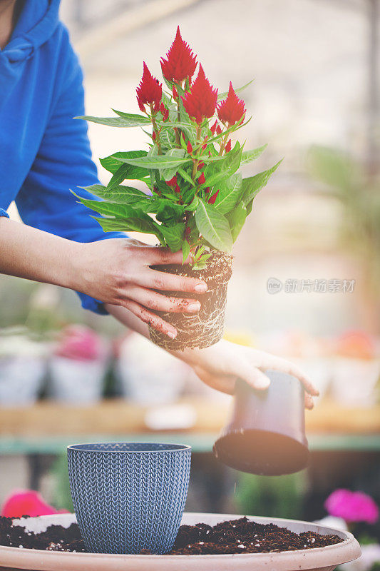 园丁和花匠在花盆里种花