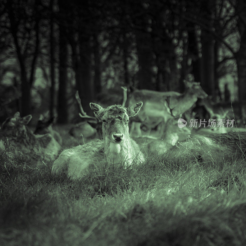 一群休閒的鹿在树林旁的草地上吃草
