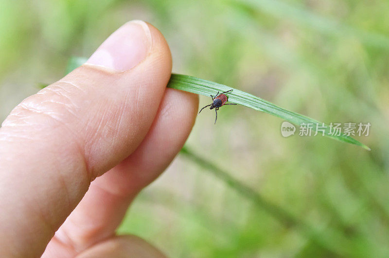 成虫红色和黑色的蜱在一片草叶上向手中移动