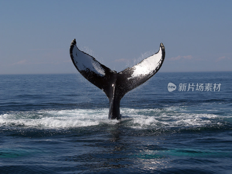 鲸鱼潜水