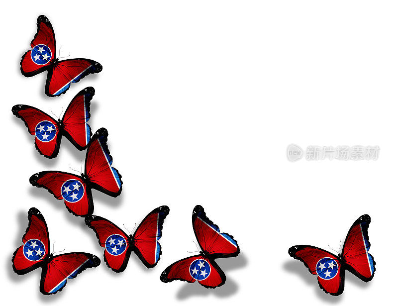 田纳西旗蝶，孤立在白色背景上
