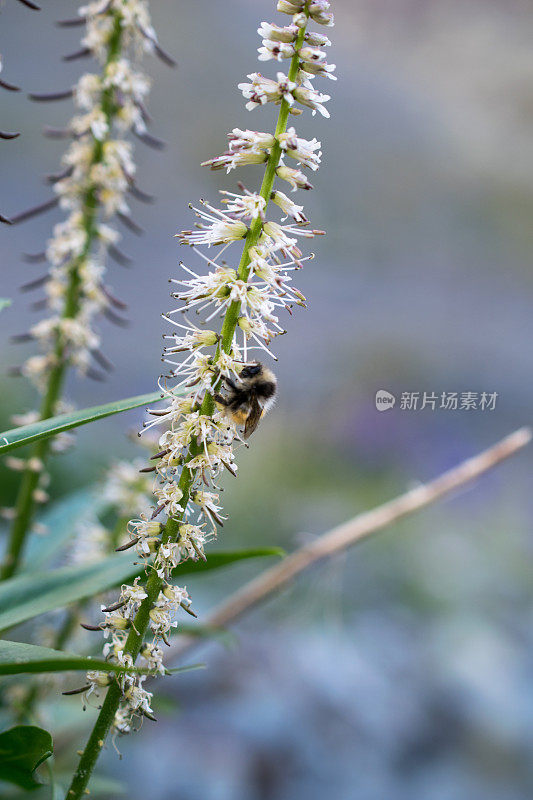 熟睡的大黄蜂在阿尔泰山脉的野花上