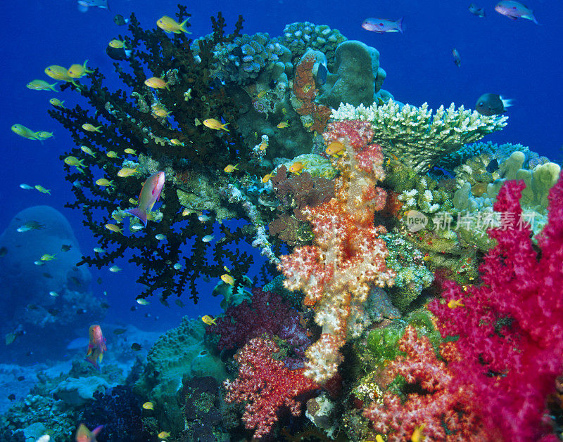 软珊瑚礁场景