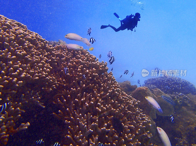 男性潜水员在珊瑚礁中进行水肺潜水