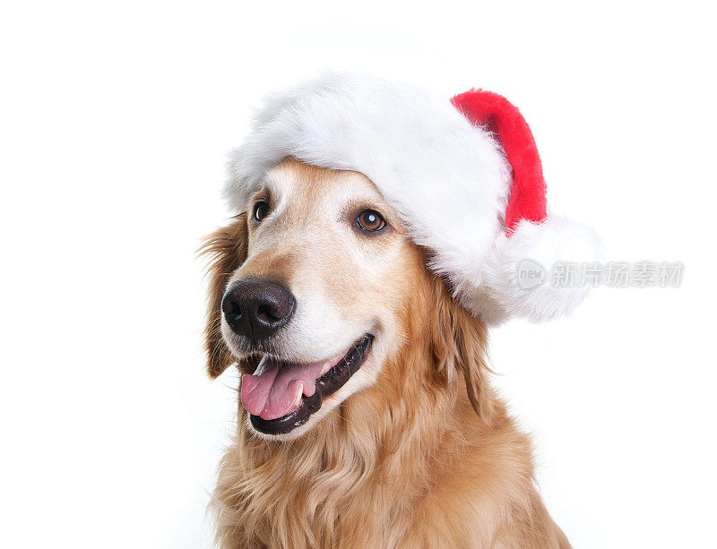 戴着圣诞老人帽的快乐金毛寻回犬