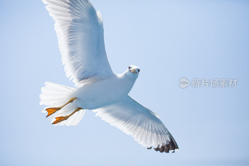 海鸥飞