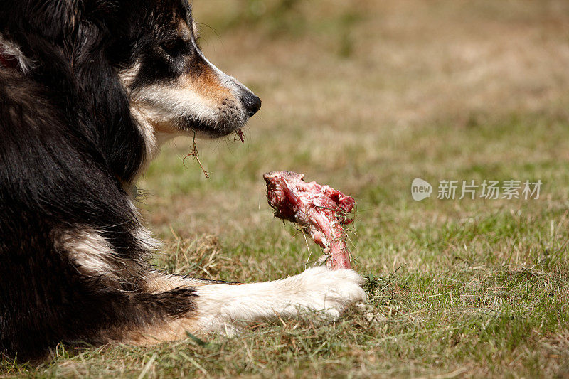 边境牧羊犬啃着生肉骨头