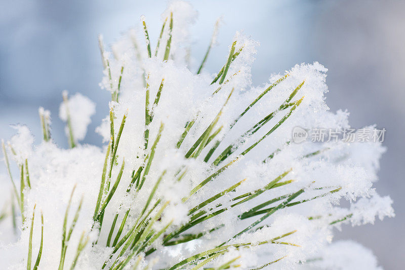 白雪皑皑的松针