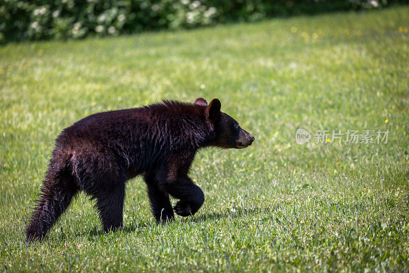小黑熊在田野里行走