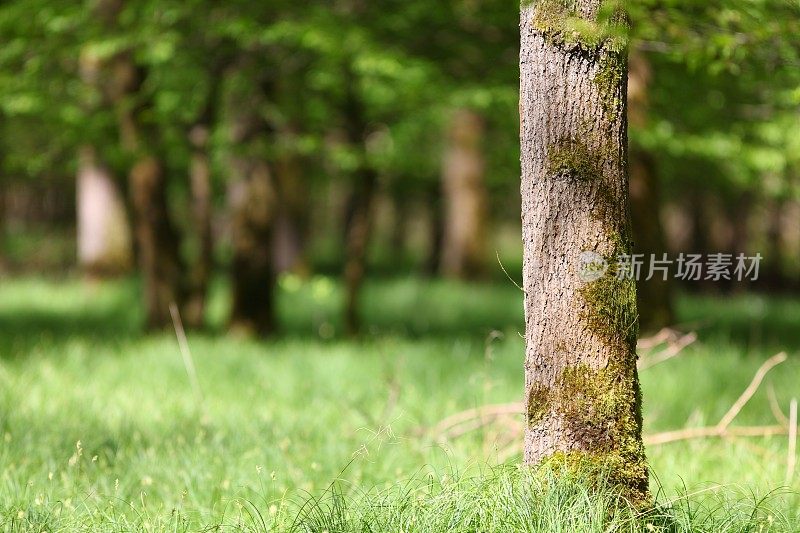 春天是一片茂密的森林和绿油油的草地