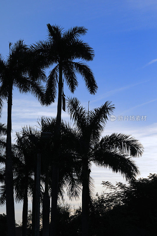 迈阿密的热带棕榈树剪影