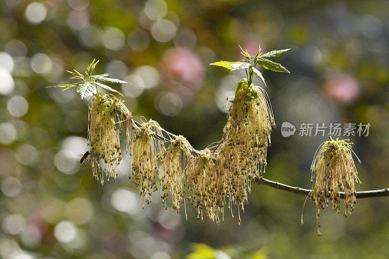 蜜蜂为新生植物授粉