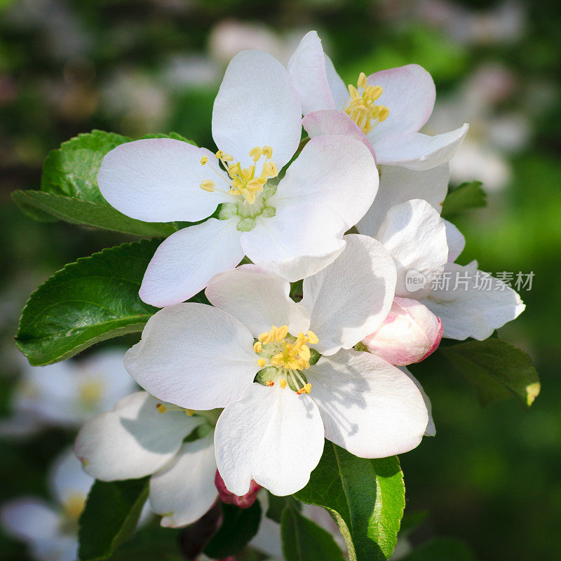 苹果花