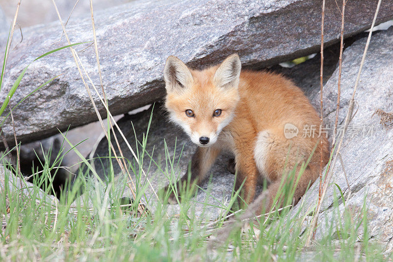 红狐狸幼崽