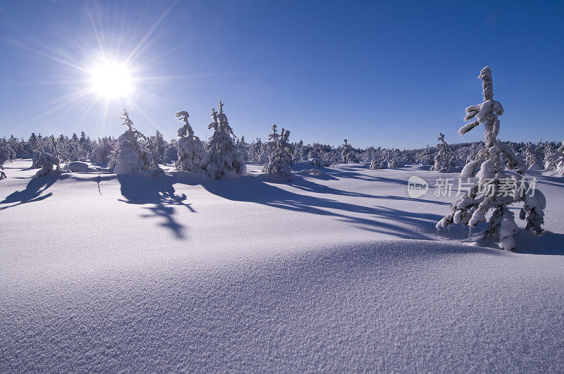 阳光在冬天与树木和雪