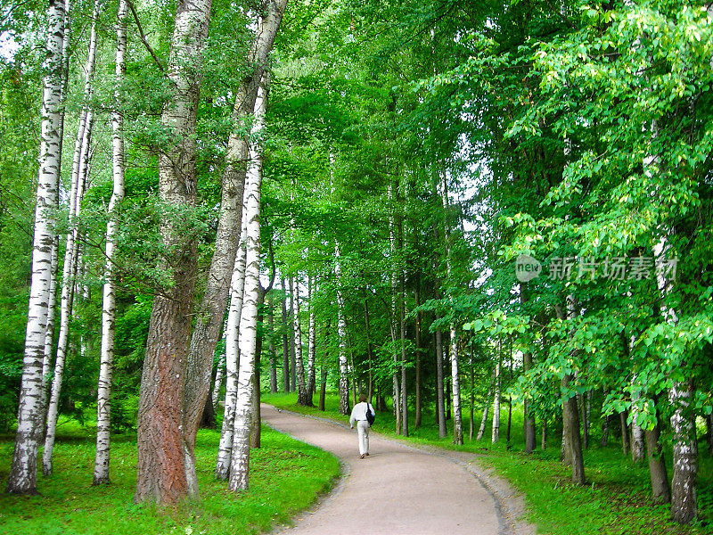 步行小径桦树森林花园，靠近圣彼得堡的巴甫洛夫斯克宫