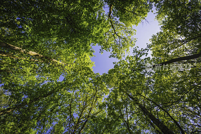 茂密的森林树冠下充满活力的绿色树叶蓝天