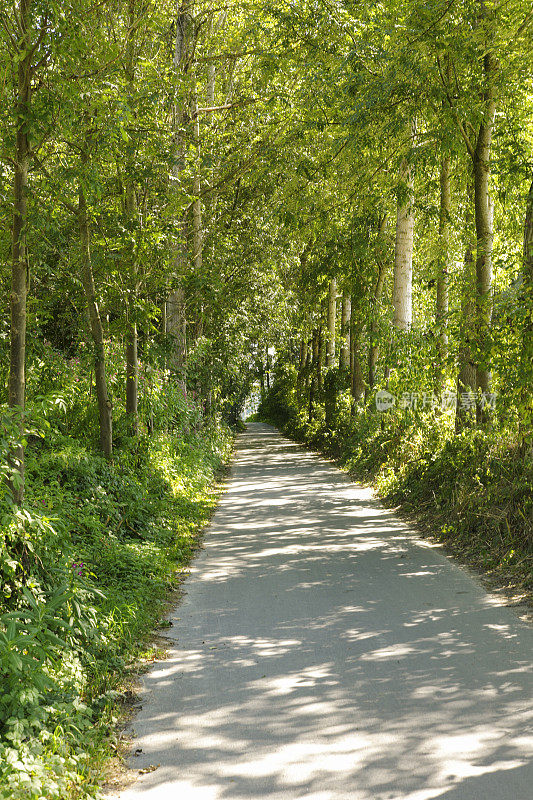 奥地利格雷因的乡村地面公路进入森林
