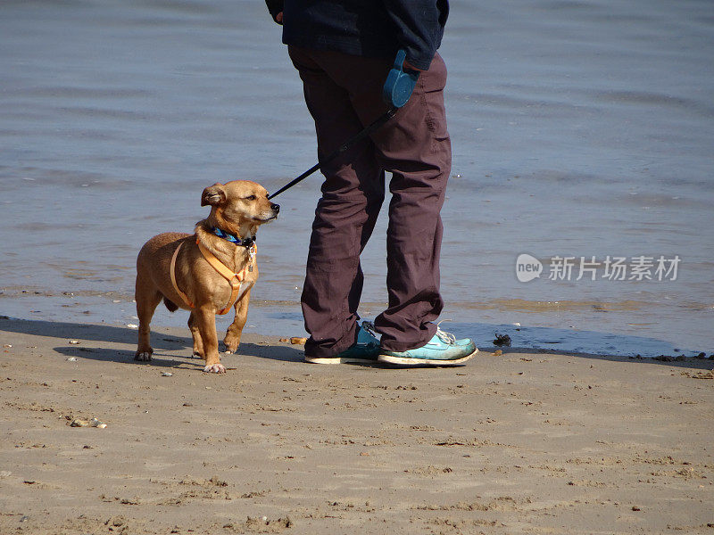 图片中，一条混种狗牵着挽具在海滩上行走